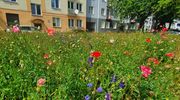 Olsztyn zielenieje i pięknieje. Gdzie można oglądać nowe nasadzenia? [ZDJĘCIA]
