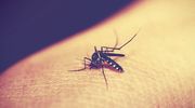 Czy polskie komary przenoszą choroby? Czy dolegliwe jest tylko swędzenie, gdy ukąszą?
