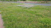 Czym różnią się kwietne łąki od niekoszonych trawników w Olsztynie?
