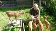 Muflon, sarny, bociany... Rośnie liczba pacjentów w ośrodku rehabilitacji zwierząt w Napromku [ZDJĘCIA]