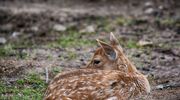 Olsztyn: Ktoś zabrał martwą sarnę, a teraz jemu samemu może grozić niebezpieczeństwo