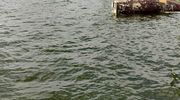 Na jeziorze Wałpusz wywróciła się łódź żeglarska

