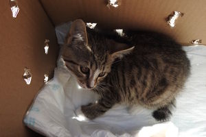 Ranny kotek podrzucony w kartonie znalazł nowy dom