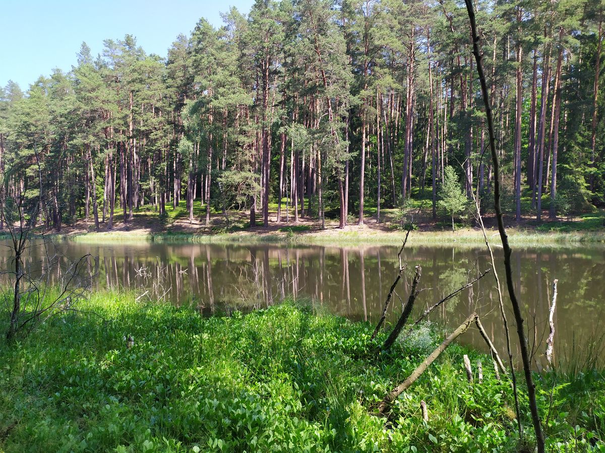 Jezioro Dłużek w Lasach Łańskich
