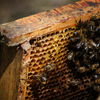 Pszczoły to serce ekosystemu. Sprawdź, dlaczego należy o nie dbać
