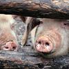 Pomoc dla producentów rolnych, którzy zaprzestali produkcji świń.