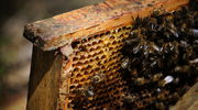 Pszczoły to serce ekosystemu. Sprawdź, dlaczego należy o nie dbać
