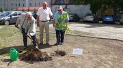 Za starostwem powiatowym posadzono dąb upamiętniający 100. rocznicę Bitwy Warszawskiej