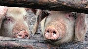 Pomoc dla producentów rolnych, którzy zaprzestali produkcji świń.
