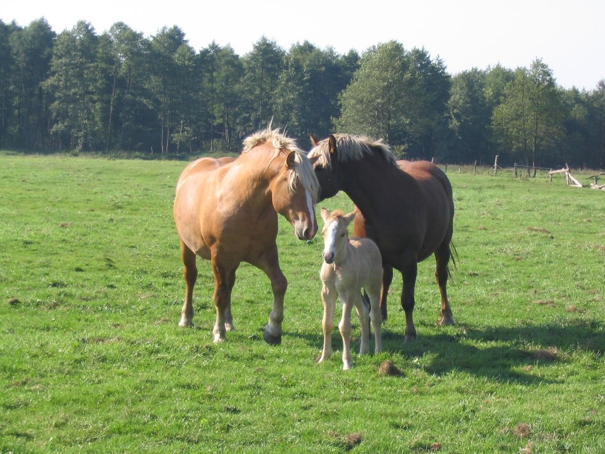 Piękna końska rodzinka, gdzie Koń szepce coś do uszka Kobyłce (Warkały koło Olsztyna)
