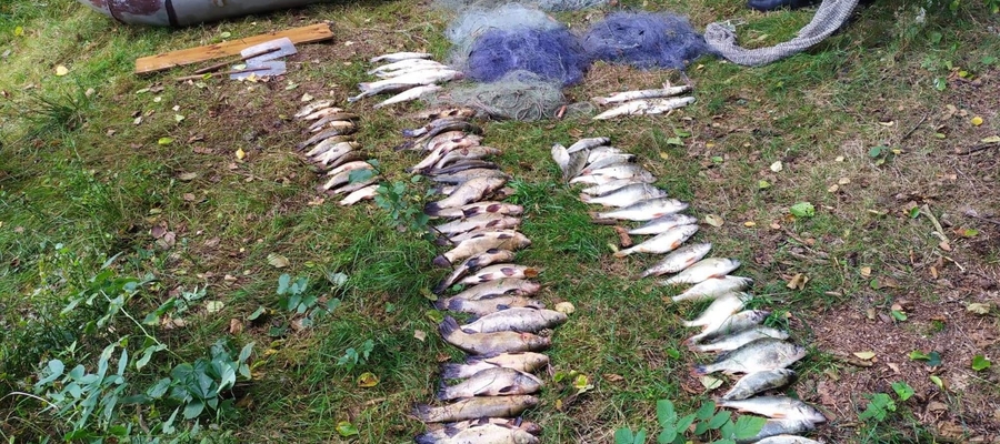 Łupem kłusownika padło 31 kg ryb (okoń, karaś, lin, szczupak i sandacz)