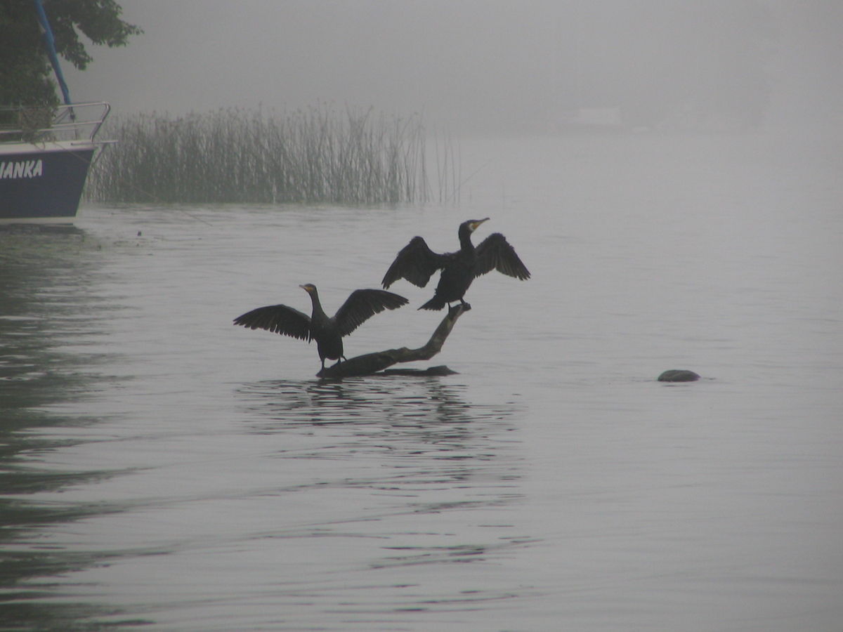Suszące się kormorany na jeziorze Bełdany
