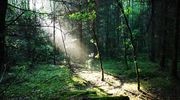 Wymień zdjęcie na prenumeratę: Grabowiec koło Lelkowa