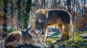 Wilk w Czarnym Kierzu (WIDEO)