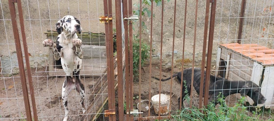 Podczas akcji, którą przeprowadzono w środę (21 października), uratowano dwa będące w opłakanym stanie psy rasy dog niemiecki