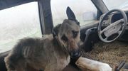 Psie piekło. 14 psów uratowanych przed śmiercią głodową [ZDJĘCIA]