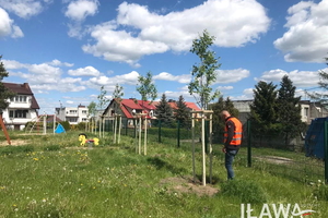 Urząd miasta Iława stawia na drzewa. "Posadziliśmy ich ponad 150 więcej niż rok temu!"