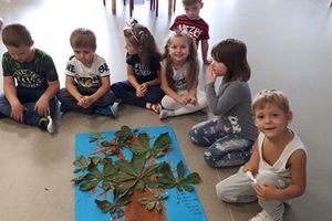 Projekt badawczy „Drzewo” w Przedszkolu nr 4 w Działdowie 