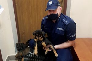 Wyrzucił dziewięć szczeniaków z samochodu na ulicę
