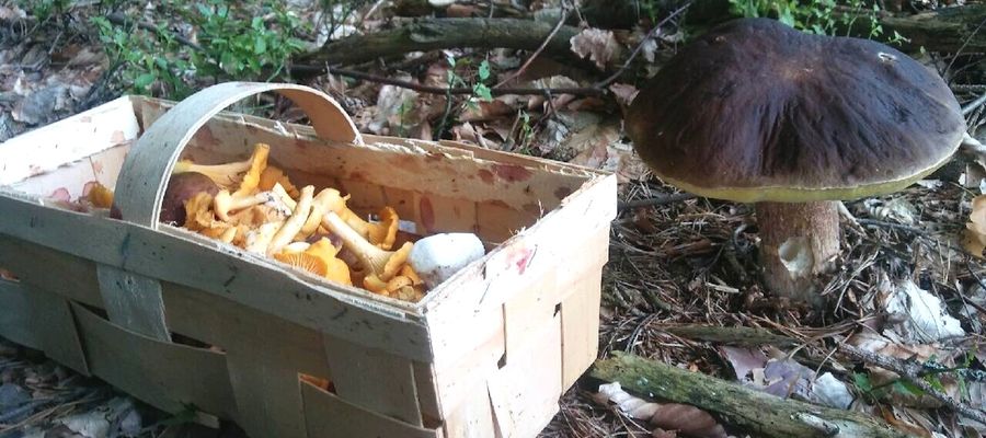 Podczas poszukiwania i zbierania grzybów można się zgubić w lesie