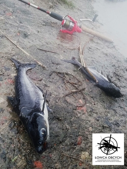 Dwa sumy rekinie znaleziono na brzegu olsztyńskiego jeziora