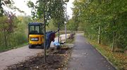Zieleń w Olsztynie: część drzew zmieniła lokalizację