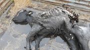 Wilki upolowały cielną jałówkę z gospodarstwa koło Bisztynka