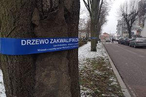 Chcą wyciąć drzewa w Parku Solidarności
