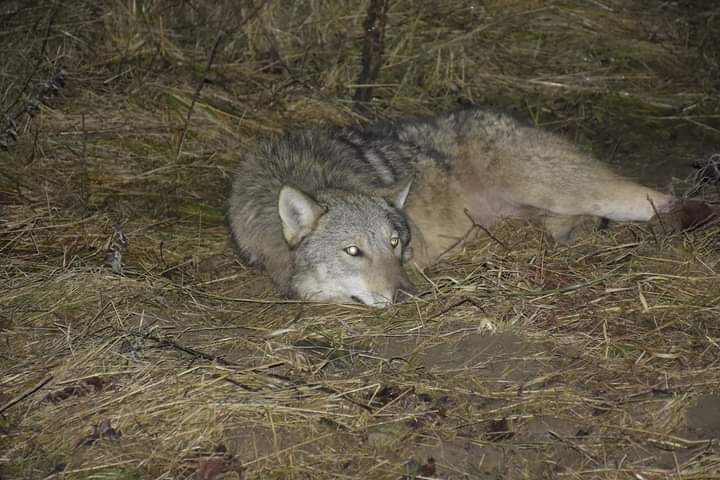 wilk w pułapce