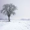 Planujemy wiosenną ochronę zbóż przed patogenami