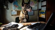 Pies policyjny z Olsztyna robi karierę na Twitterze. A to wszystko zza biurka!