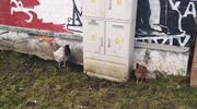 Goniec za zdjęcie: bartoszyckie kurki