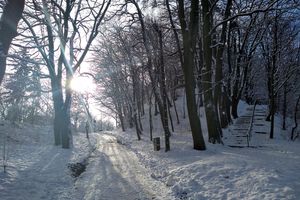 Prenumerata za zdjęcie: Marzena Ziółkowska i jej zimowy park w Nowym Mieście
