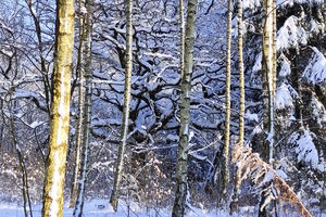 Gazeta za zdjęcie - zimowy las