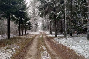 Gazeta za zdjęcie - mazurski las szykuje się do zimy
