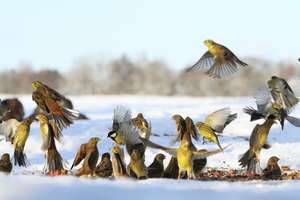 Czy na pewno wiemy, jak karmić ptaki zimą, by nie wyrządzić im krzywdy?