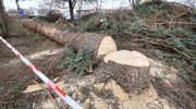 Rusza wycinka drzew pod budowę linii tramwajowej w Olsztynie