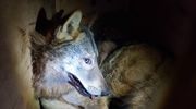 Uratowany przed śmiercią wilk Grot wrócił do mazurskich lasów