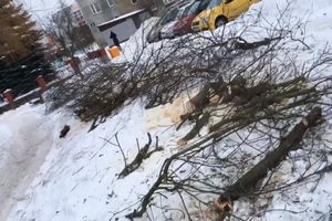 Wycieli drzewa przy 