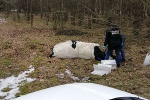 Byk zabił swojego właściciela