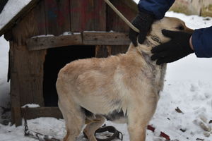 Policjanci z Pasłęka interweniowali w sprawie psa. Zwierzę trafiło do schroniska