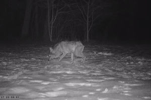 Czy wilki są zagrożeniem dla powiatu bartoszyckiego?