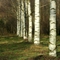Brzoza brodawkowata – drzewo niezwykłe [felieton S. Blonkowskiego + foto]