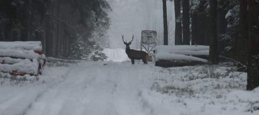 Leśna droga przy Uścianach