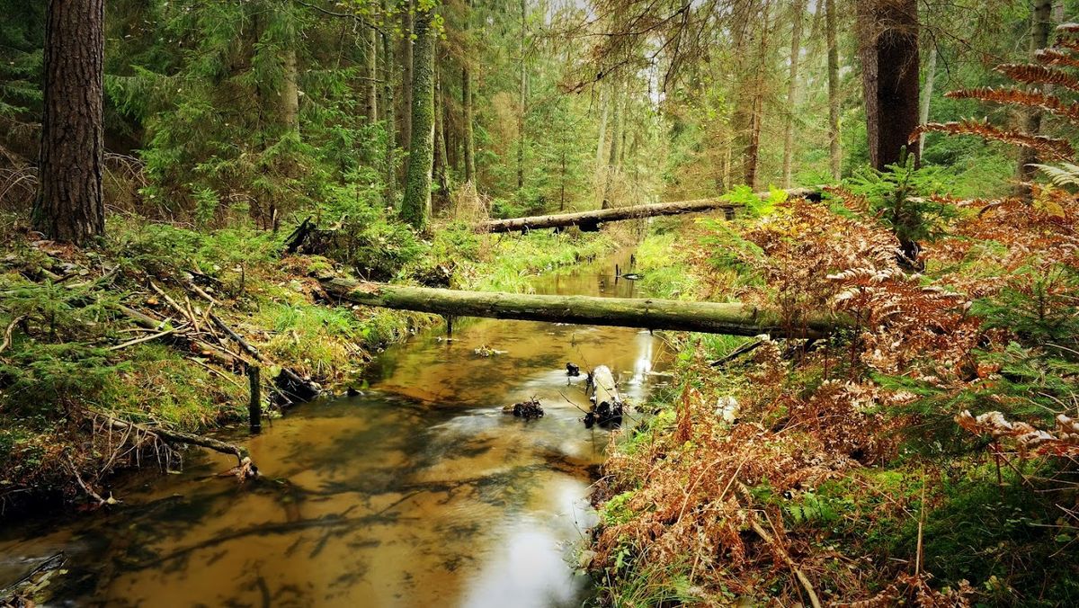 Lasy Puszczy Piskiej to nie tylko przyroda, ale również doskonałe miejsce do uprawiania aktywności fizycznej