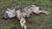 Znaleźli zastrzelonego wilka