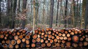 Cięcia rębne w lasach budzą niepotrzebne kontrowersje