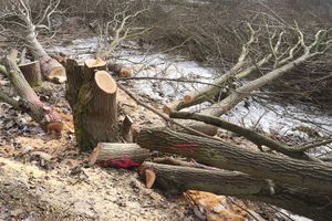 Śmiertelny wypadek przy wycince drzew w Mrągowie

