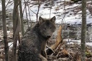 Leśnicy ocalili wilka