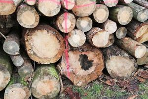 Ruszają rozmowy o powrocie certyfikacji FSC dla drewna